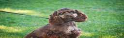 Cocker Spaniel dogs for sale: Dane - Ad 1