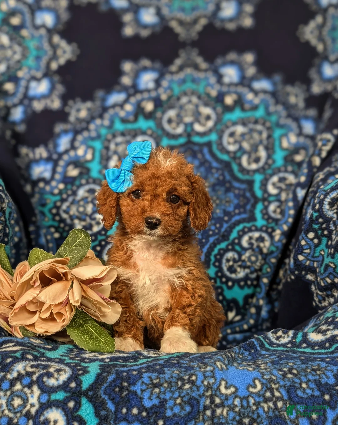 Cockapoo dogs for sale: Heide Hypoallergenic - Ad 1