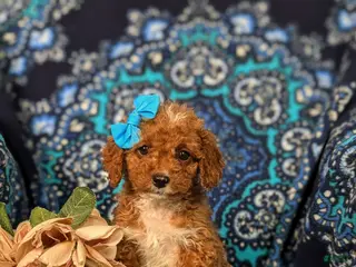 Cockapoo dogs Heide Hypoallergenic - Ad 35