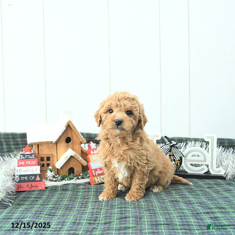 Mini Goldendoodle dogs Nick  - Ad 31