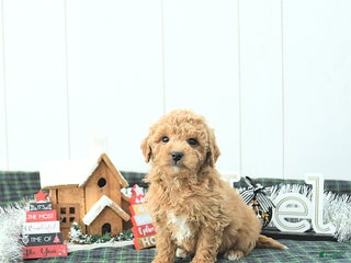 Mini Goldendoodle dogs Nick - Ad 5