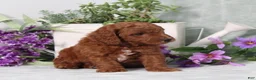 Miniature Poodle dogs for sale: Quintin - Ad 3