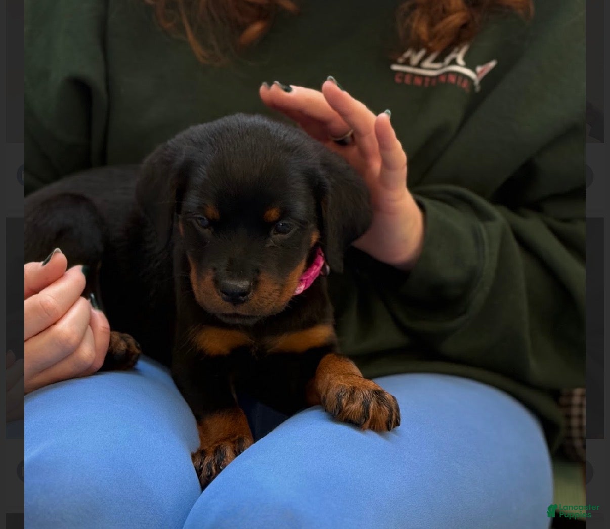 Rottweiler dogs Rottweiler hot pink - Ad 8