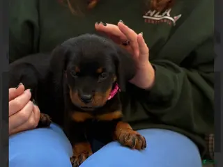 Rottweiler dogs Rottweiler hot pink - Ad 8