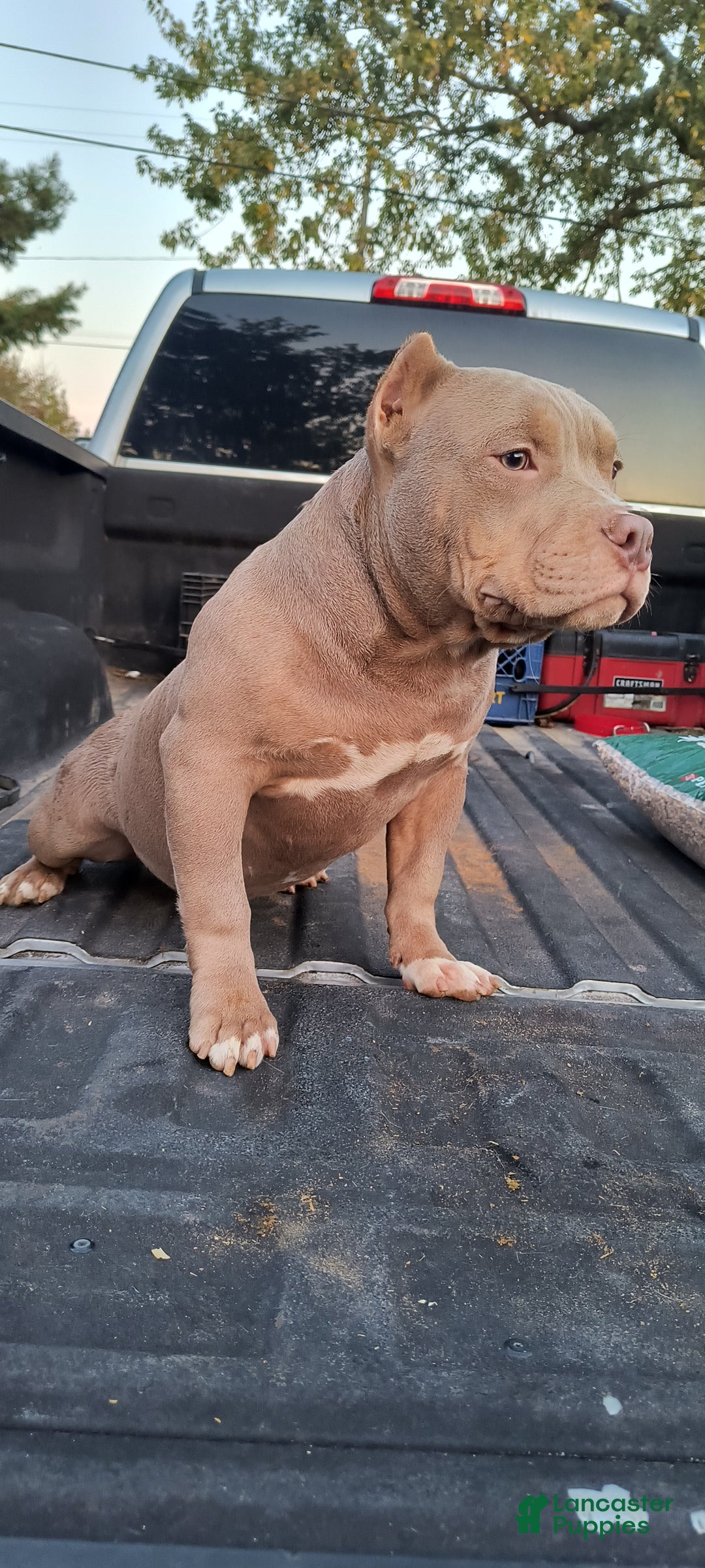 American Bully dogs for sale: American Bully Puppy 1 - Ad 6