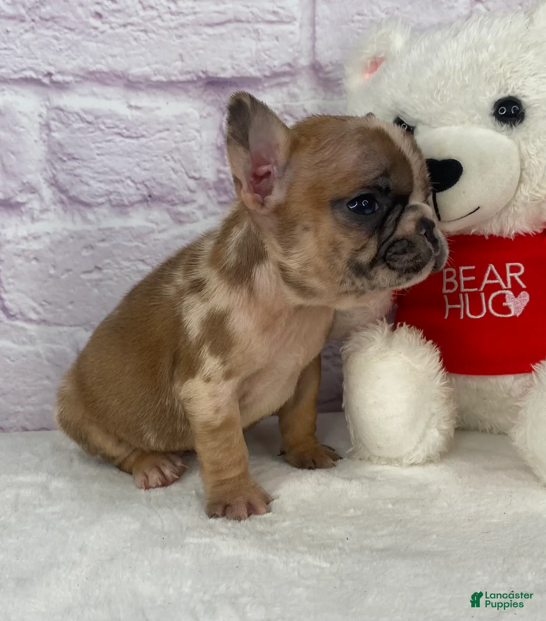 French Bulldog dogs for sale: Brice - Ad 3