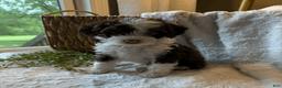 Mini Bernedoodle dogs for sale: Stetson - Ad 4