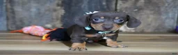 Miniature Dachshund dogs for sale: Burke - Ad 2