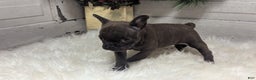 French Bulldog dogs for sale: Molly - Ad 4