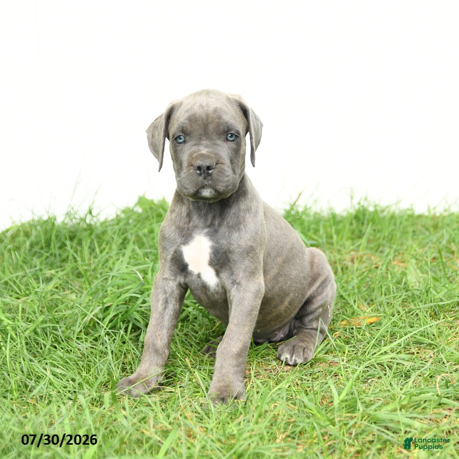 Cane Corso dogs Raven - Ad 1