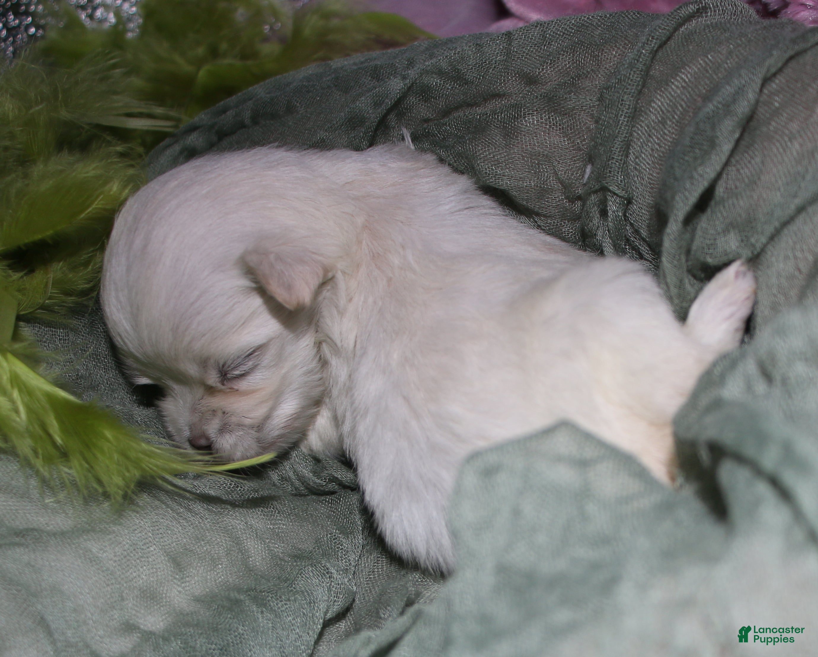 Maltese dogs for sale: Noah - Ad 7
