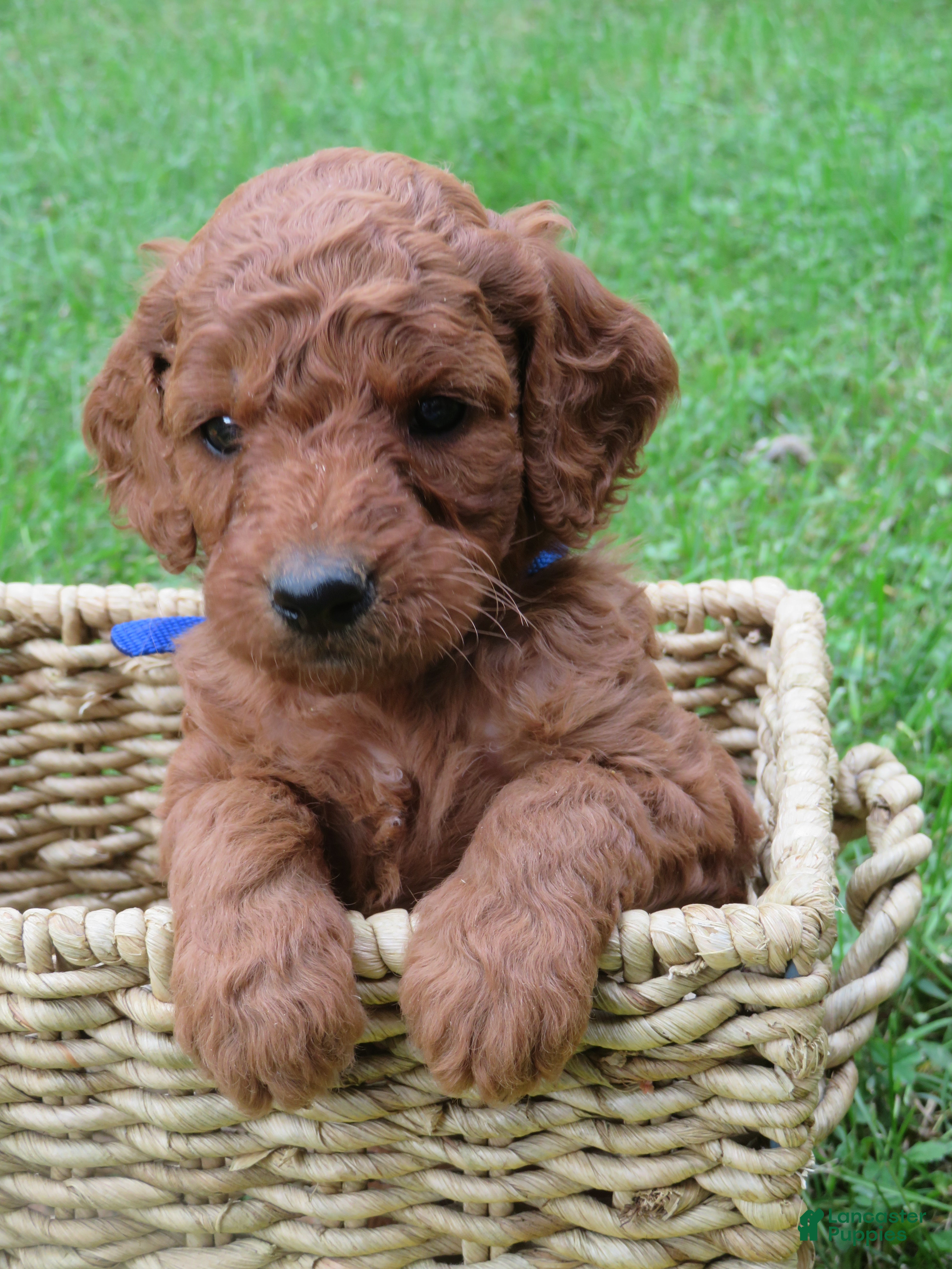 Mini Goldendoodle dogs Twix - Ad 1