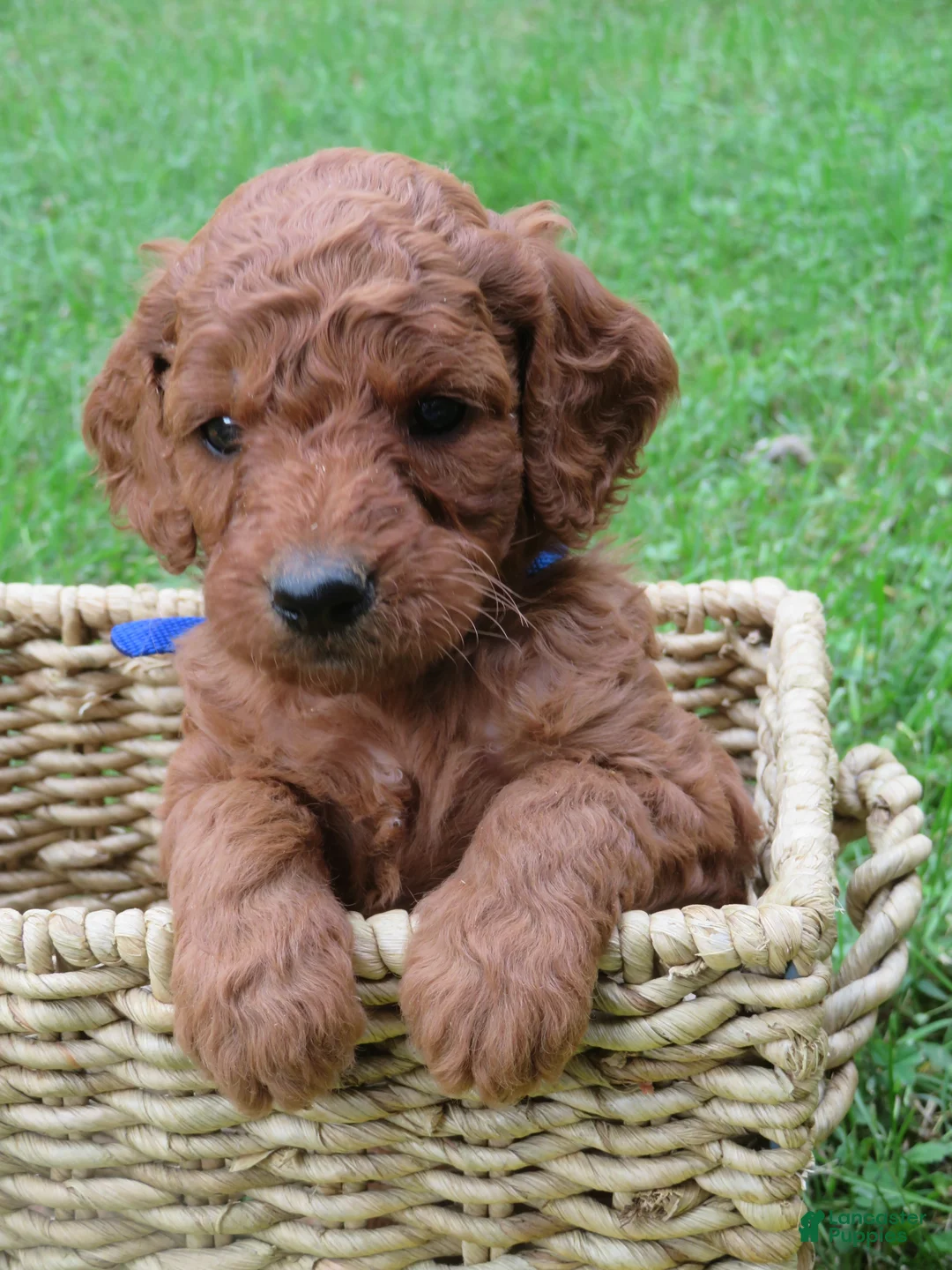 Mini Goldendoodle dogs for sale: Twix - Ad 1