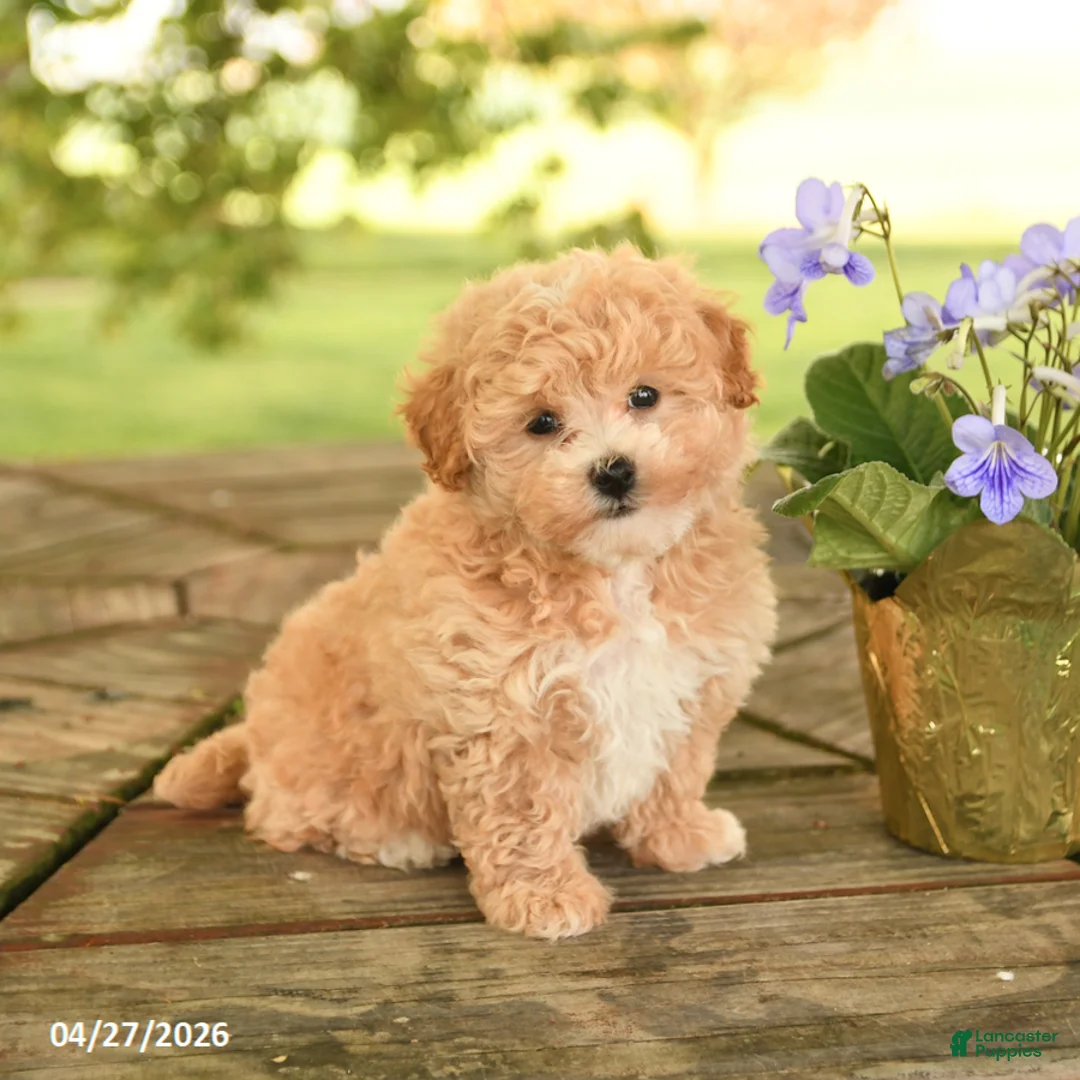 Maltipoo dogs for sale: Rudy - Ad 2