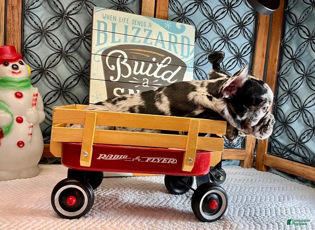 French Bulldog dogs for sale: Force  - Ad 10