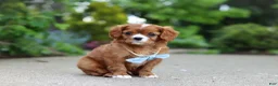 Cavalier King Charles Spaniel dogs for sale: Charlie - Ad 3