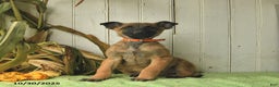 Belgian Malinois dogs for sale: Polly  - Ad 8