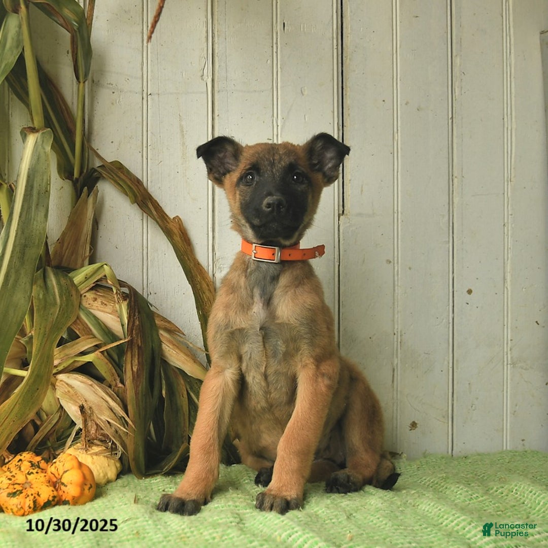 Belgian Malinois dogs for sale: Polly  - Ad 8