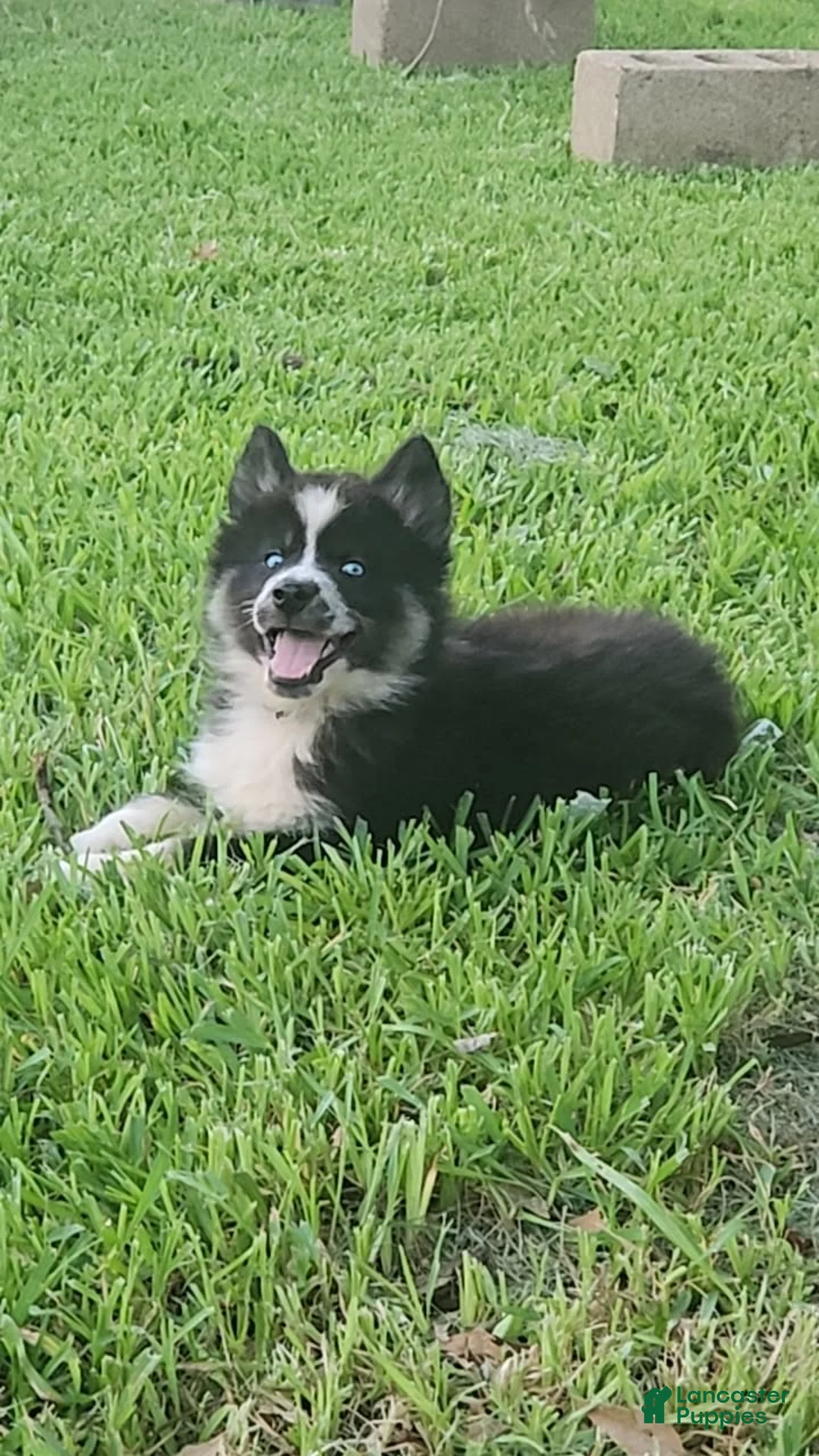 Siberian Husky dogs for sale: Arlo - Ad 2