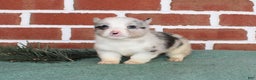 Welsh Corgi Pembroke dogs for sale: Jack - Ad 5