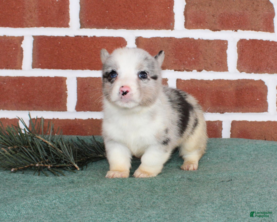 Welsh Corgi Pembroke dogs for sale: Jack - Ad 5