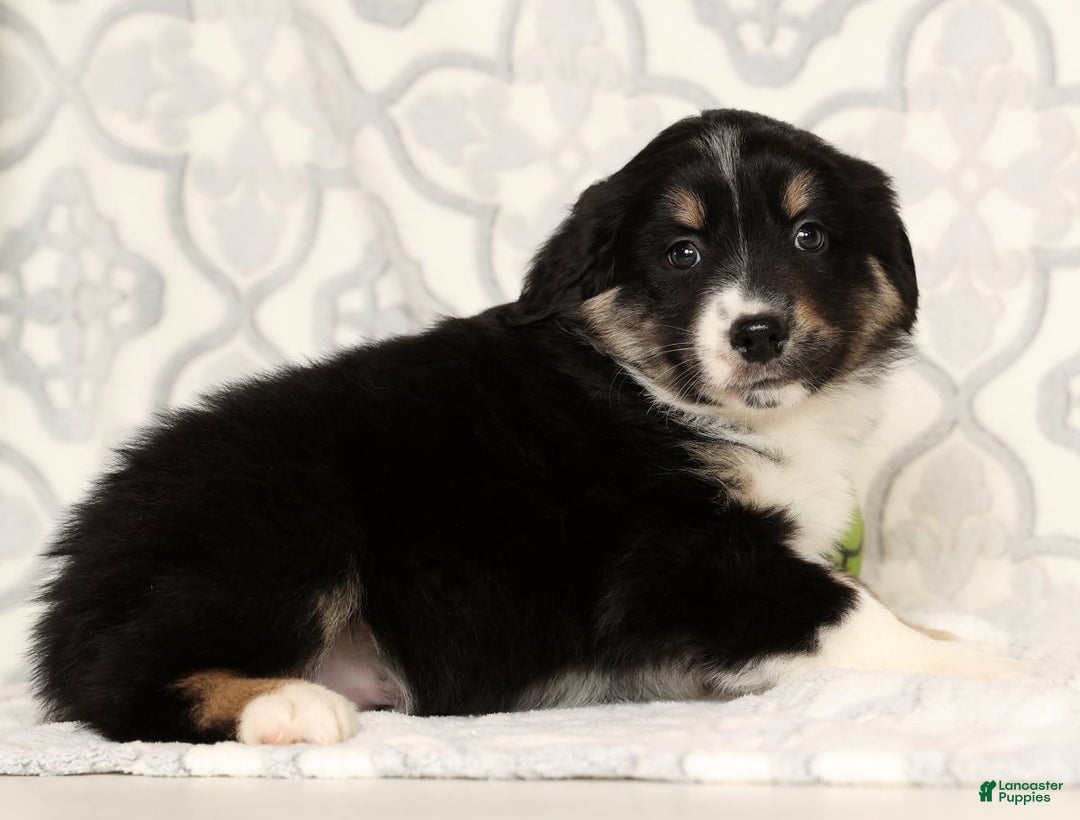 Miniature Australian Shepherd dogs for sale: Jackson - Ad 8