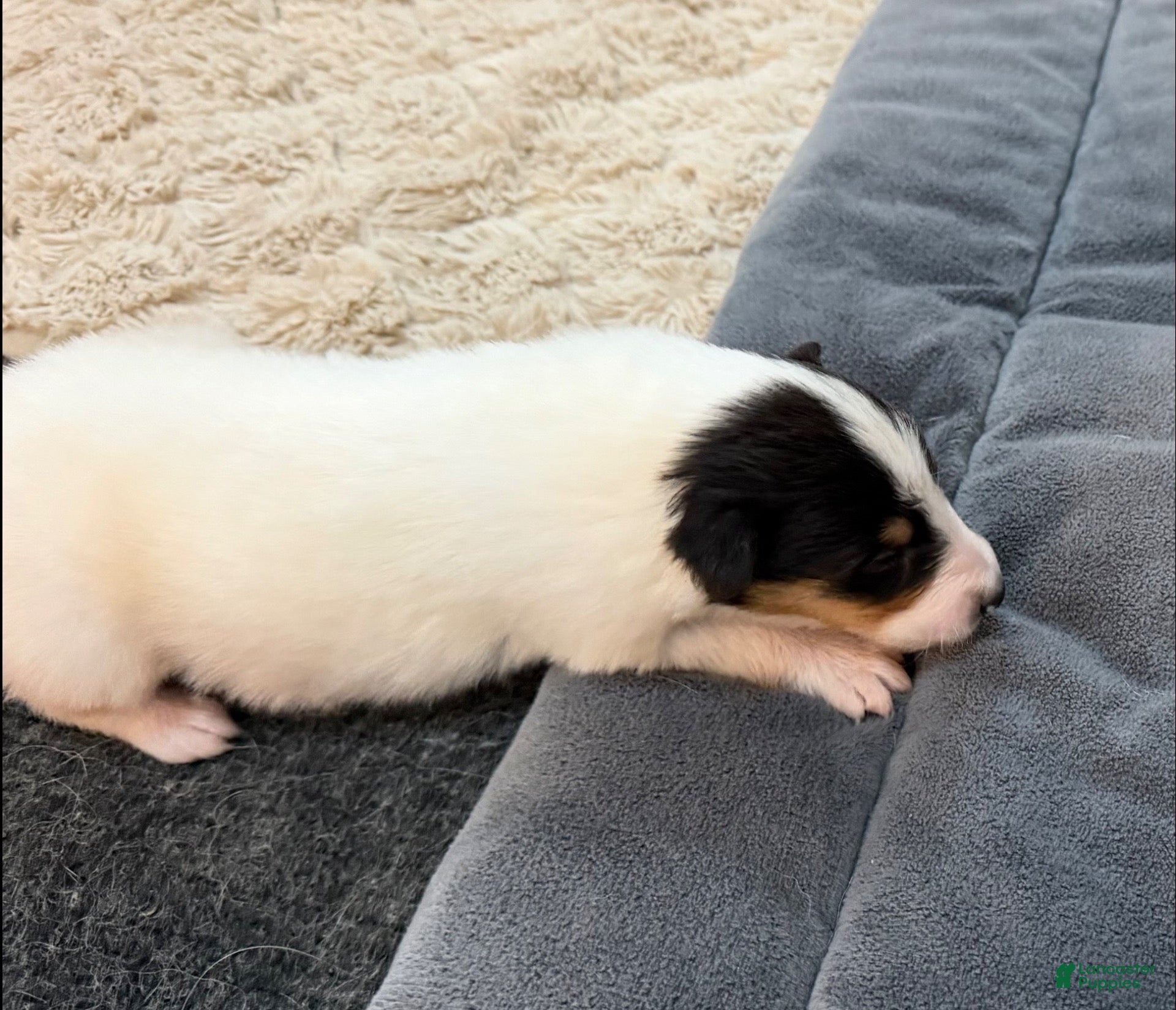 Collie dogs Em - Ad 7