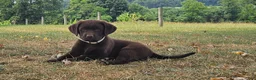 Labrador Retriever dogs for sale: Poppy - Ad 5