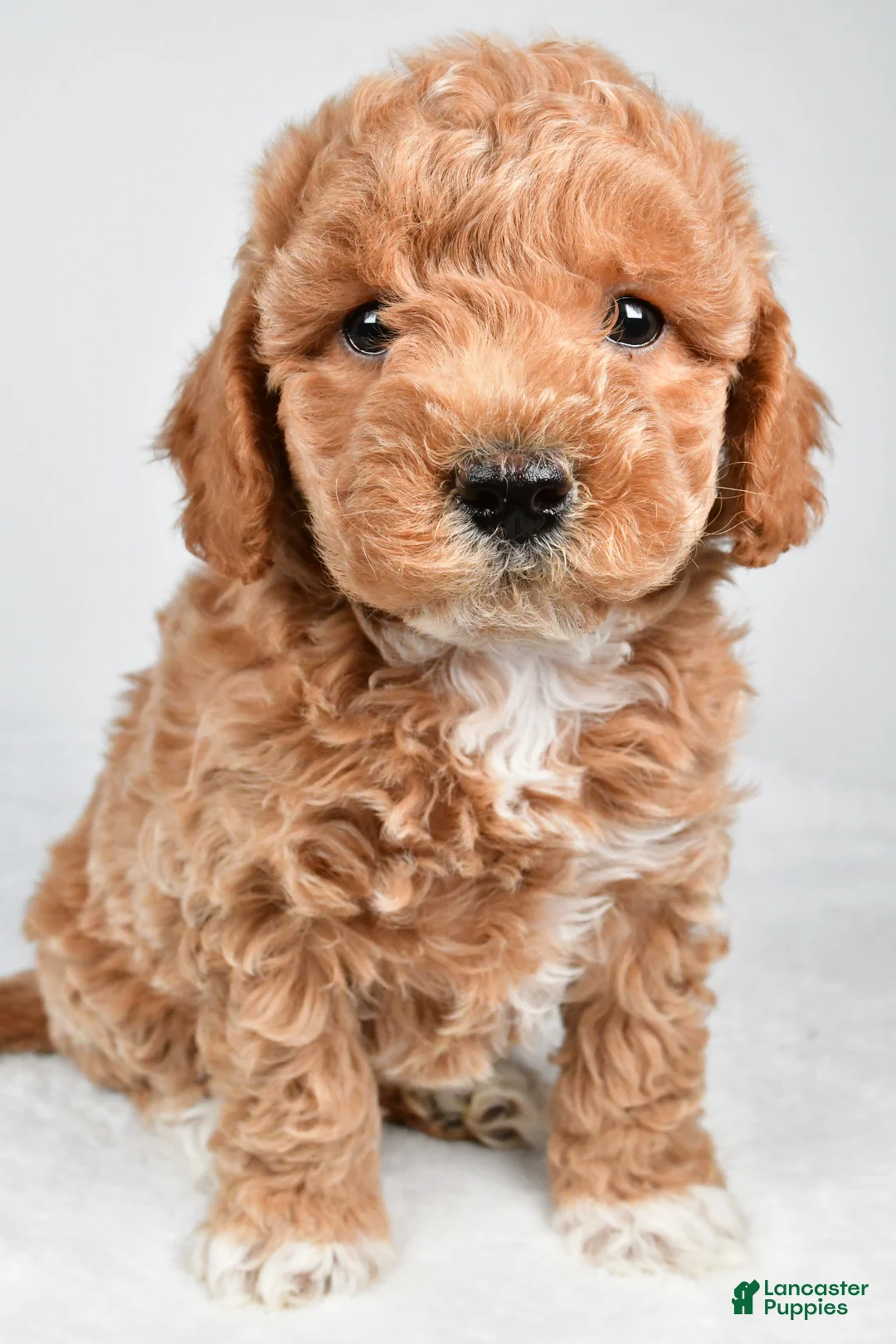 Maltipoo dogs for sale: Piper - Ad 1