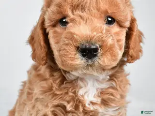 Maltipoo dogs for sale: Piper - Ad 4