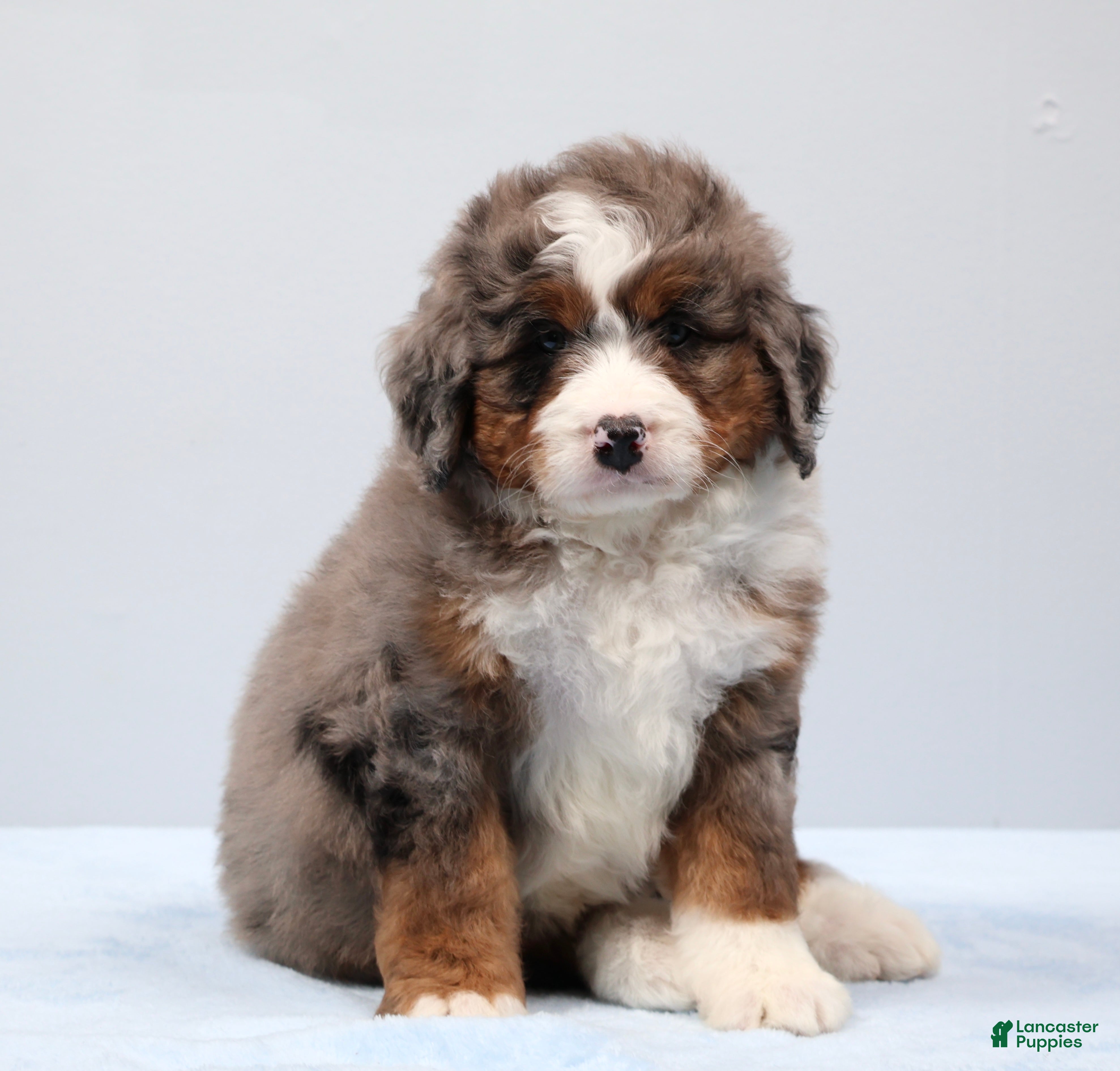 Mini Bernedoodle dogs Fido - Ad 2