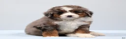 Mini Bernedoodle dogs for sale: Fido - Ad 10