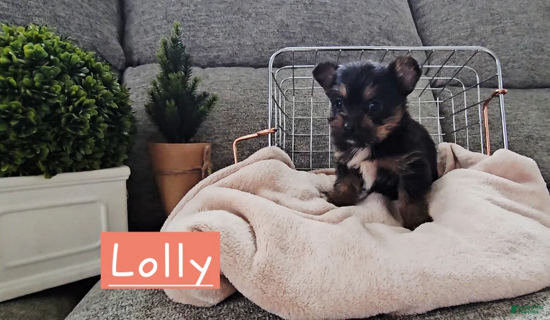 Mixed Breed dogs for sale: Lolly - Ad 5