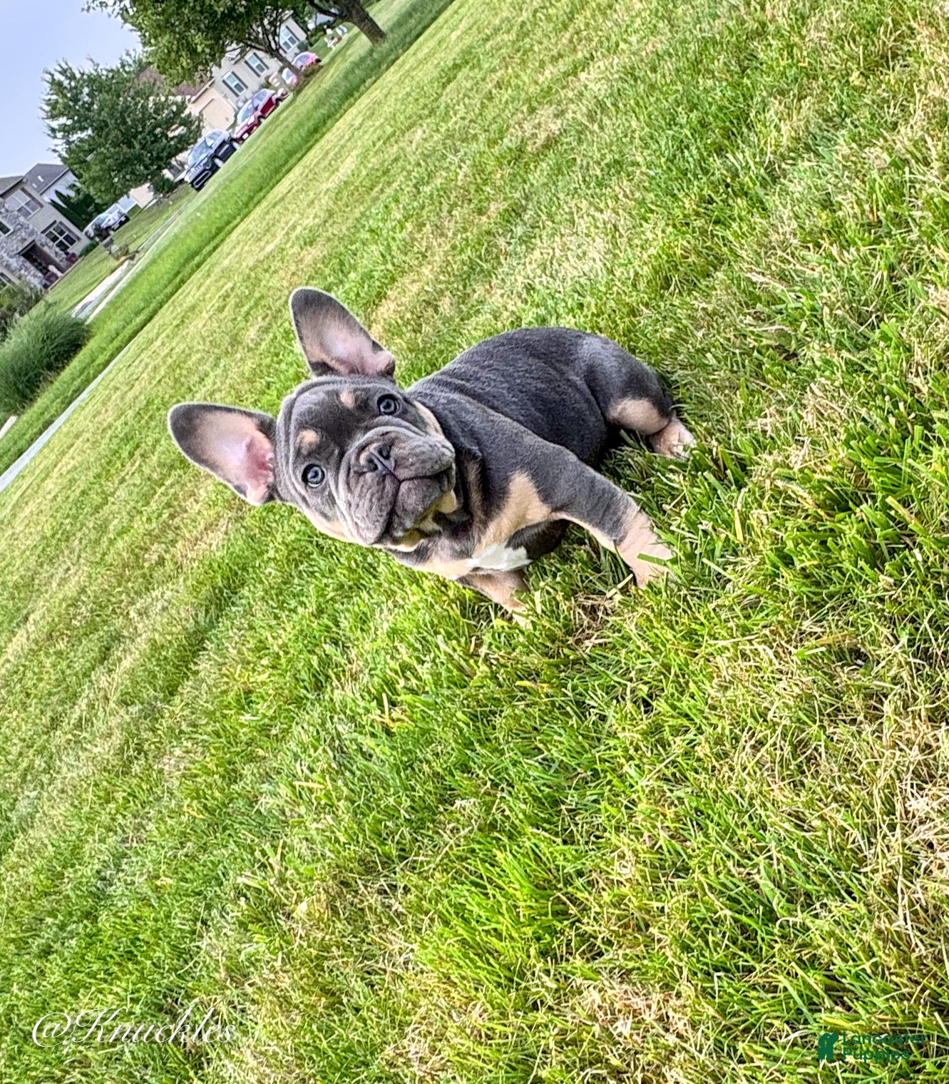 French Bulldog dogs Knuckles  - Ad 2