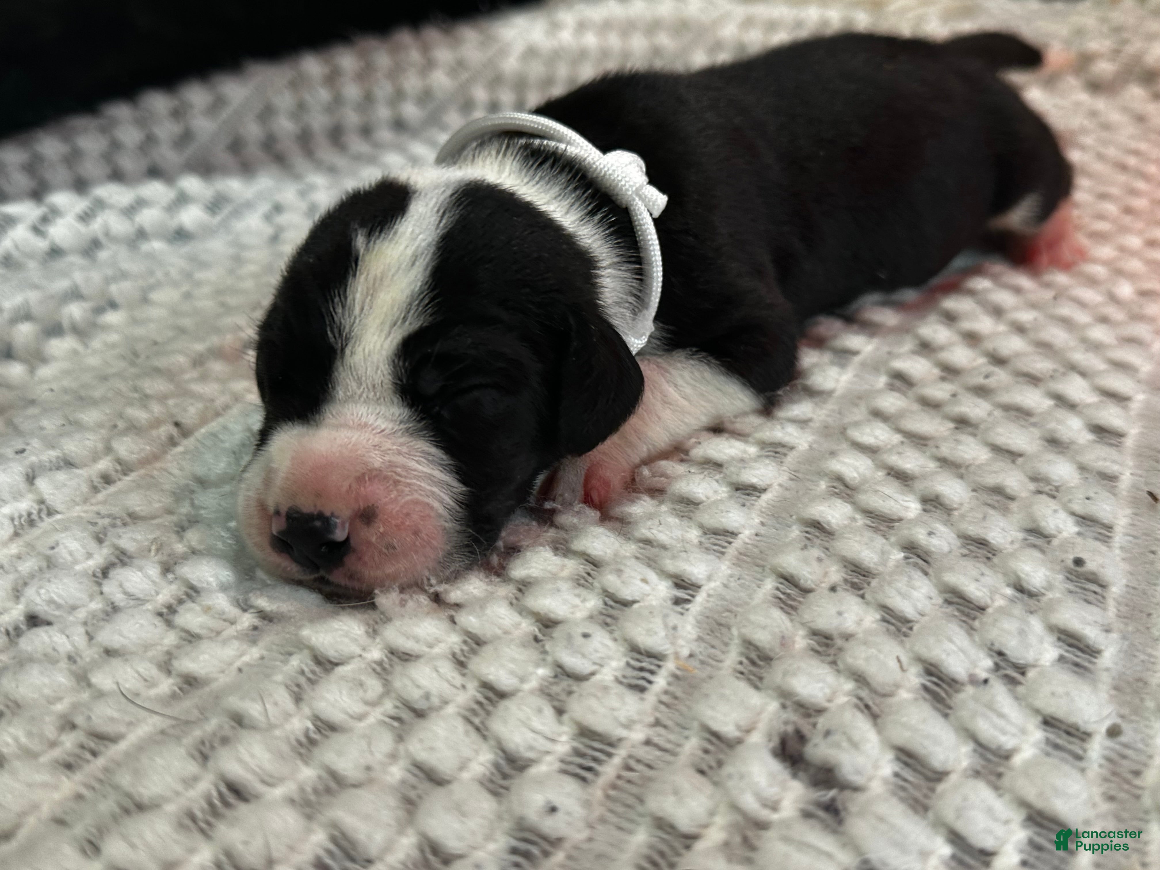 Great Dane dogs Frankie - Ad 1