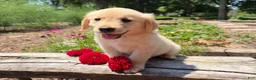Golden Retriever dogs for sale: Nolan - Ad 5