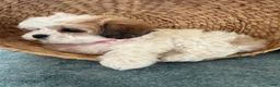 Teddy Bear dogs for sale: Sweetie - Ad 9