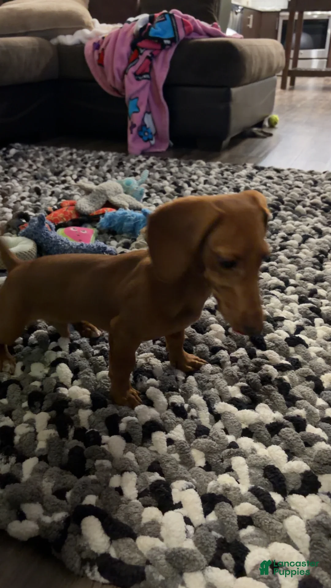 Dachshund dogs for sale: Dachshund Puppy 1 - Ad 5