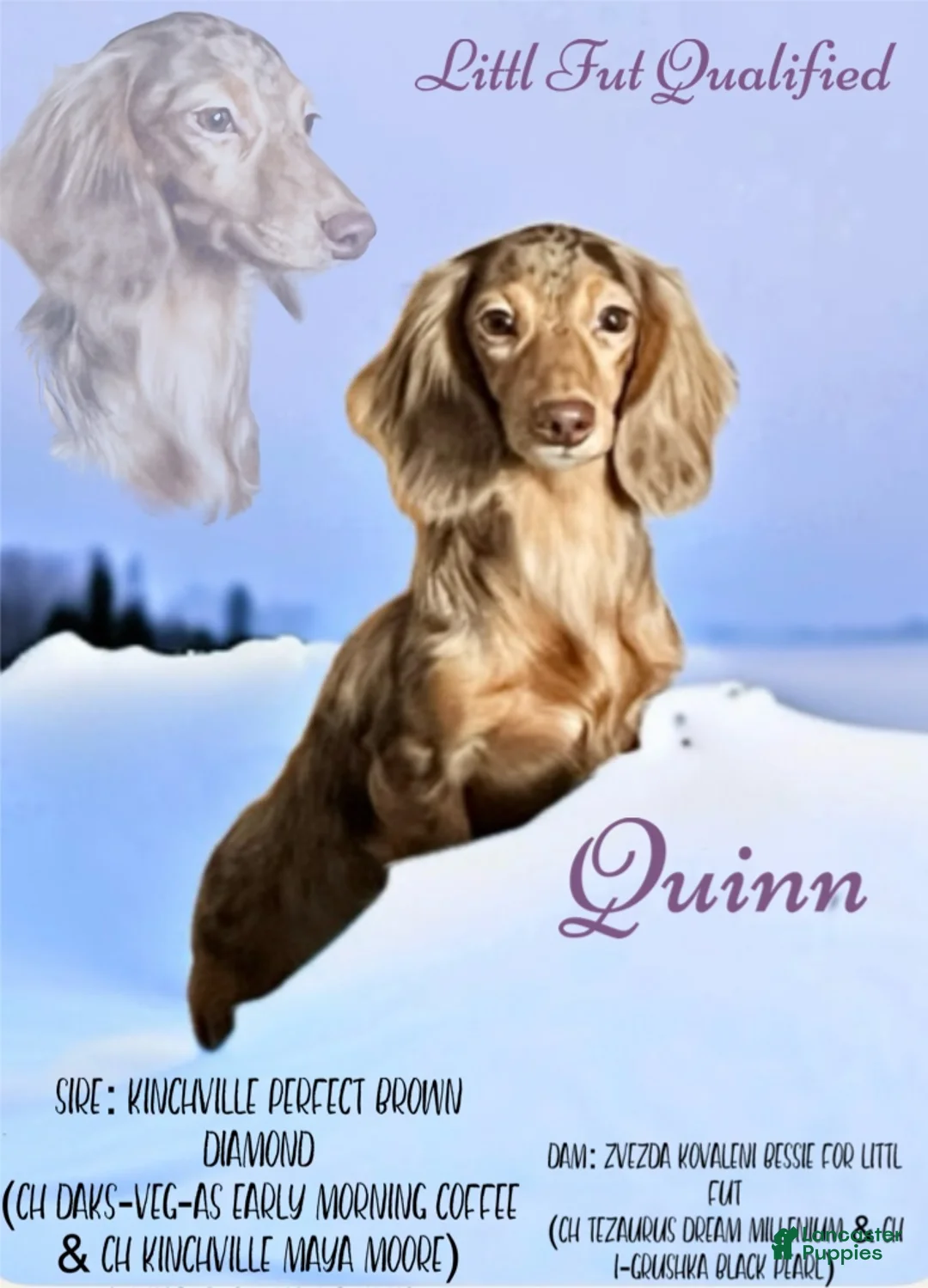 Miniature Dachshund dogs for sale: Ready 12/24/25 - Ad 4