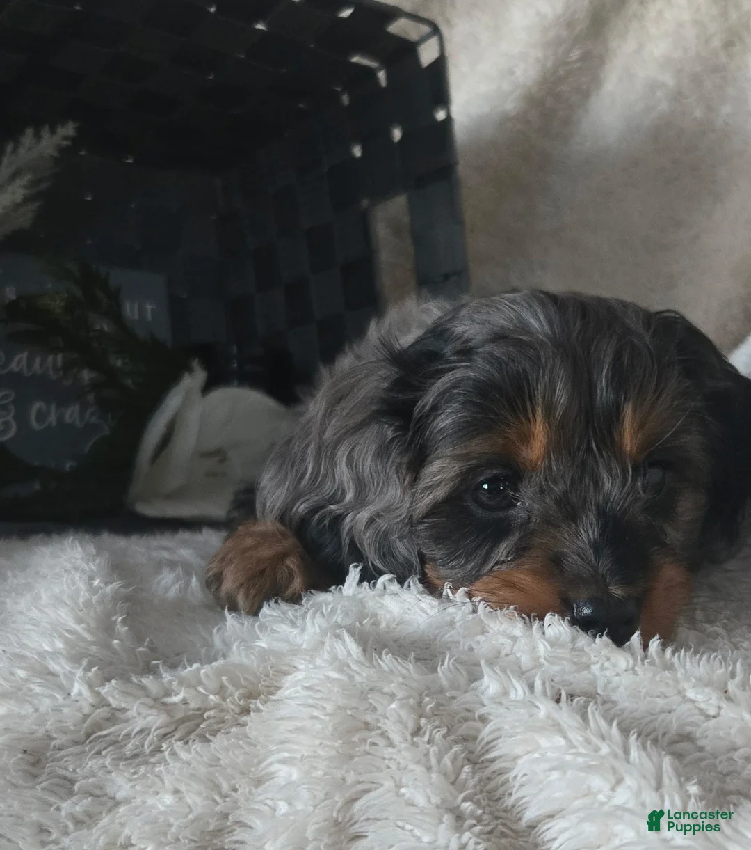 Cavapoo dogs for sale: Rocky - Ad 6
