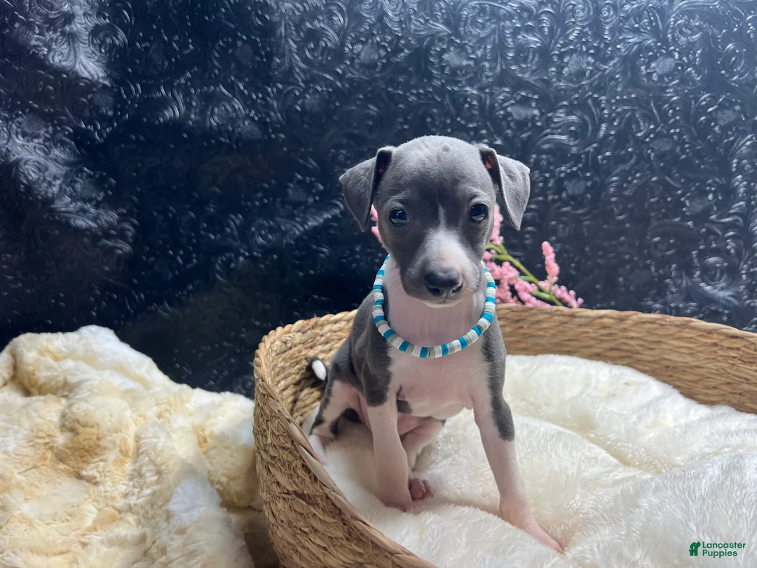 Italian Greyhound dogs for sale: Italian Greyhound 2 - Ad 1