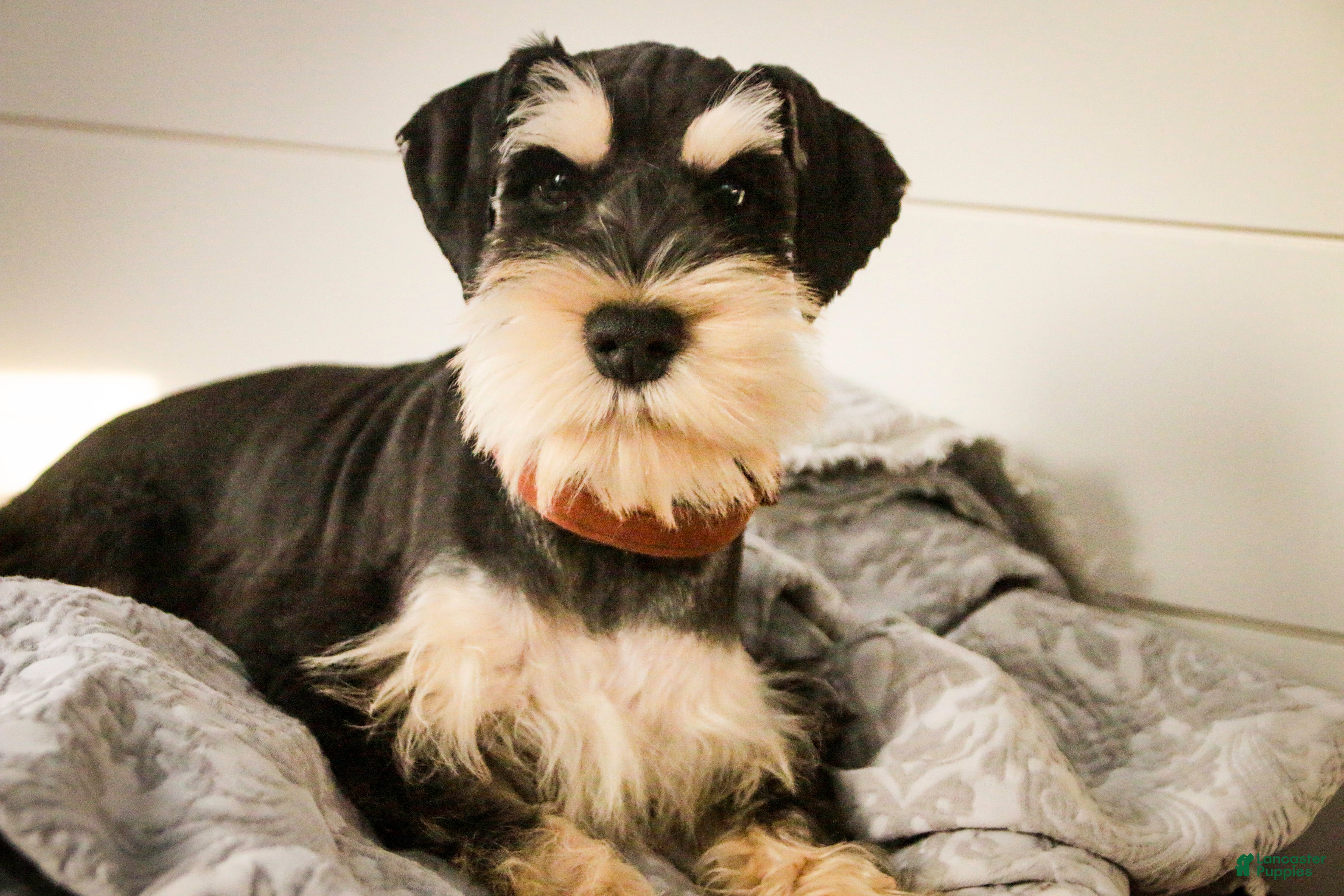 Miniature Schnauzer dogs Johann - Ad 10