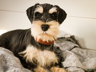 Miniature Schnauzer dogs Johann - Ad 35
