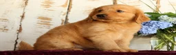 Golden Retriever dogs for sale: Sasha - Ad 9