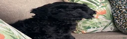 Goldendoodle dogs for sale: Daisy - Ad 3