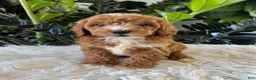 Mini Goldendoodle dogs for sale: Teddy - Ad 5