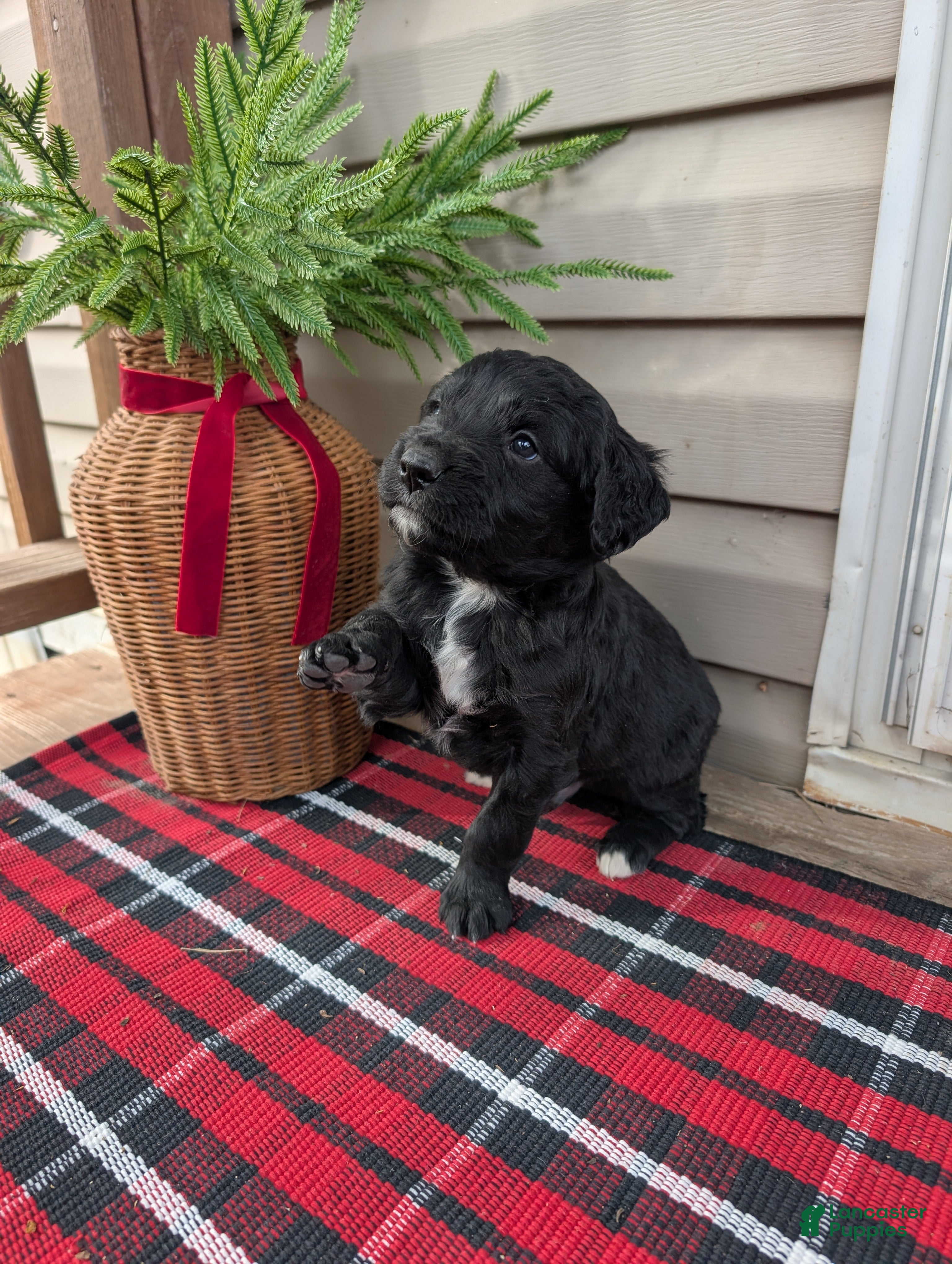 Mixed Breed dogs Reese  - Ad 30