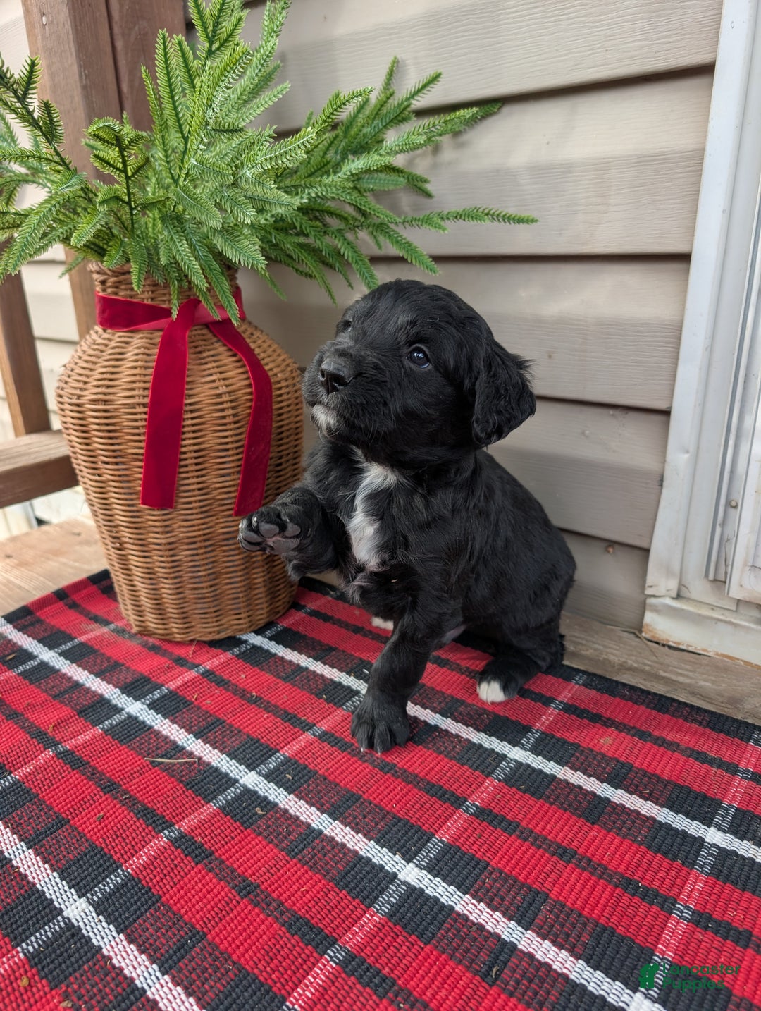 Mixed Breed dogs for sale: Reese  - Ad 1