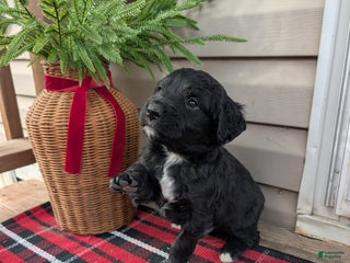 Mixed Breed dogs Reese - Ad 9