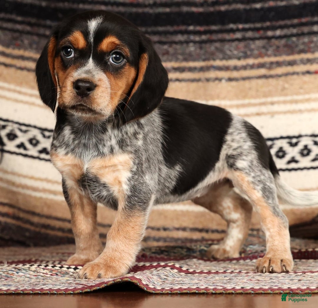 Beagle dogs for sale: Missy - Ad 2